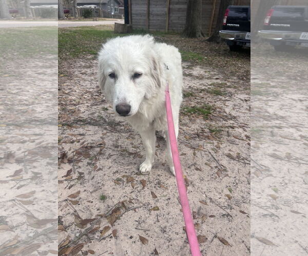 Medium Photo #4 Great Pyrenees Puppy For Sale in Spring, TX, USA