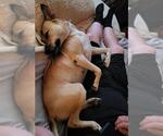 Small #2 American Staffordshire Terrier Mix