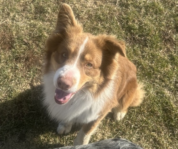 Medium Photo #1 Australian Shepherd Puppy For Sale in TOLEDO, IL, USA