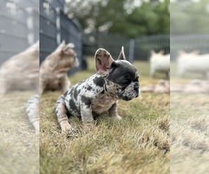 French Bulldog Puppy for Sale in GRIFFIN, Georgia USA