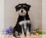 Small #2 Schnauzer (Miniature)