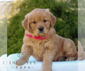 Golden Retriever Puppy for sale in LITITZ, PA, USA