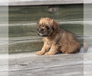 Brussels Griffon Puppy for sale in NILES, MI, USA