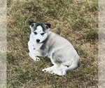 Small Photo #5 Siberian Husky Puppy For Sale in MONROE, WA, USA