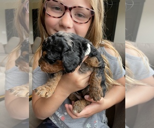 Aussiedoodle-Poodle (Standard) Mix Puppy for sale in BERRIEN SPGS, MI, USA