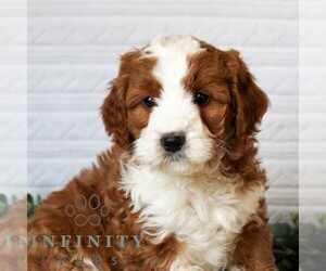 Bernedoodle (Miniature) Puppy for sale in LITITZ, PA, USA