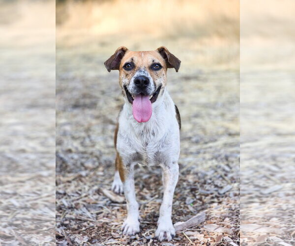 Medium Photo #1 Mutt Puppy For Sale in Sandy, UT, USA