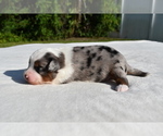 Small #1 Miniature Australian Shepherd