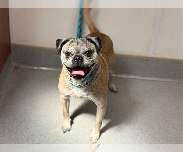 Medium Photo #1 Pug-Unknown Mix Puppy For Sale in Rancho Cucamonga, CA, USA