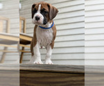 Small Photo #10 Boxer Puppy For Sale in CHICAGO, IL, USA