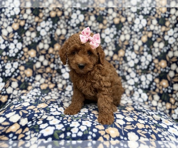 Medium Photo #1 Cock-A-Poo Puppy For Sale in LAKELAND, FL, USA