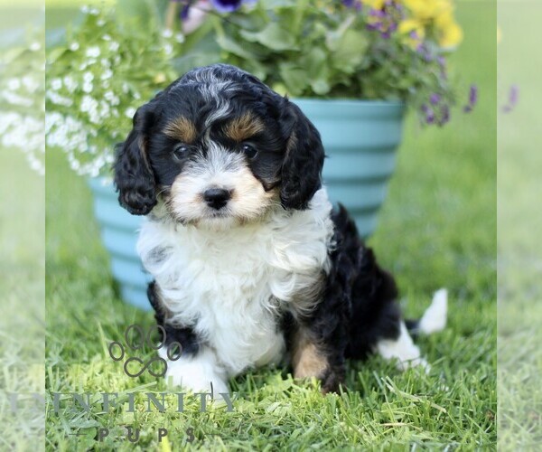 Medium Photo #1 Cavapoo (Miniature) Puppy For Sale in QUARRYVILLE, PA, USA