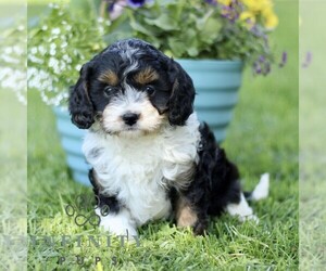 Cavapoo (Miniature) Puppy for sale in QUARRYVILLE, PA, USA