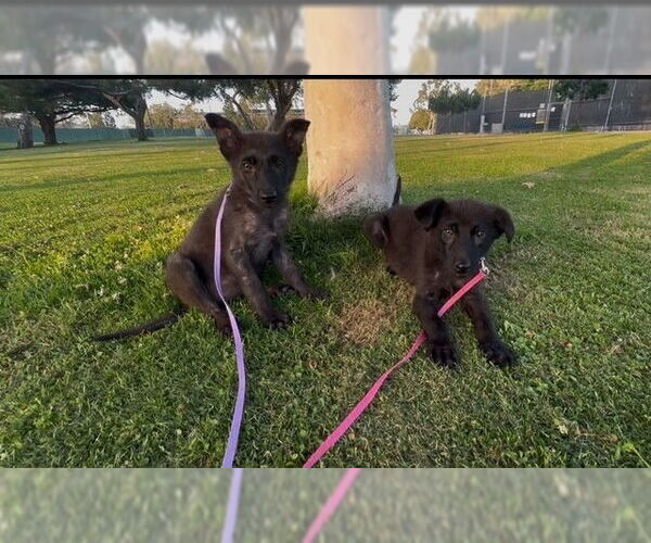 Medium Photo #4 Mutt Puppy For Sale in Marina Del Rey, CA, USA