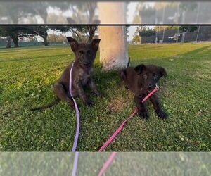 Mutt Dogs for adoption in Marina Del Rey, CA, USA