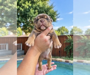 Medium Olde English Bulldogge