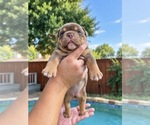 Puppy 4 Olde English Bulldogge
