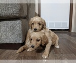 Small Photo #13 Golden Retriever Puppy For Sale in SPENCER, TN, USA