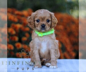 Cavapoo Puppy for sale in ANNVILLE, PA, USA