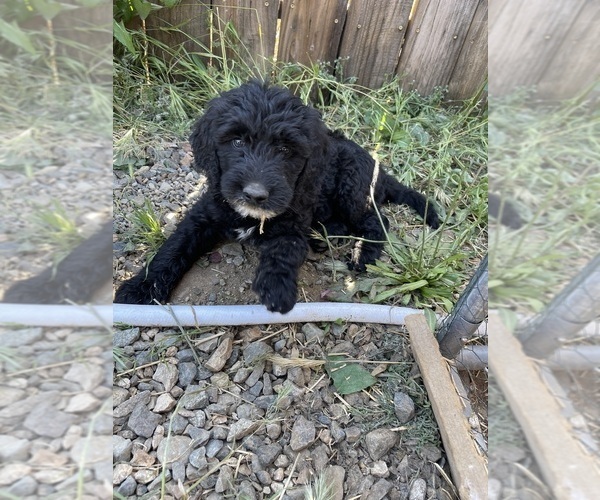 Medium Photo #2 Goldendoodle Puppy For Sale in LANCASTER, CA, USA
