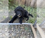 Small Photo #2 Goldendoodle Puppy For Sale in LANCASTER, CA, USA