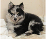 Puppy 2 Pomsky