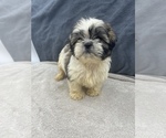 Small Photo #11 Shih Tzu Puppy For Sale in SAINT AUGUSTINE, FL, USA