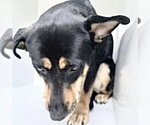 Small Shepweiller