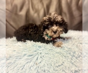 Poodle (Toy) Puppy for sale in RIPLEY, MS, USA