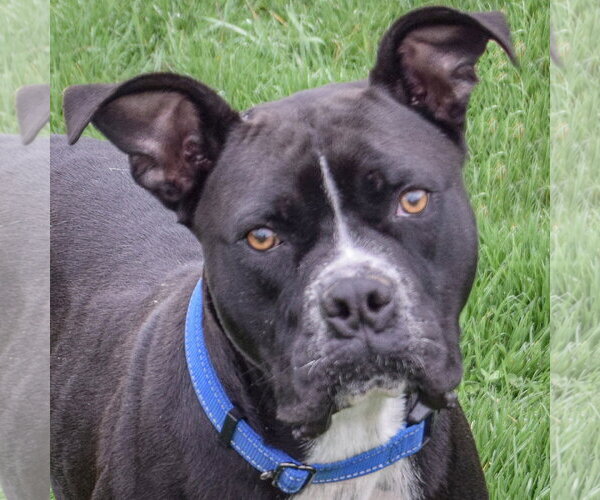 Medium Photo #5 Bulloxer Puppy For Sale in Huntley, IL, USA