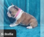 Small Faux Frenchbo Bulldog