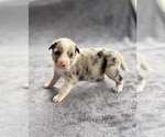 Puppy Apollo Australian Shepherd
