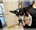 MAX - Male Chihuahua-Unknown Mix Dog for Adoption - Small photo