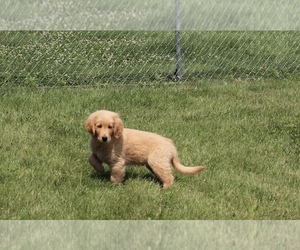 Golden Retriever Puppy for sale in SHILOH, OH, USA