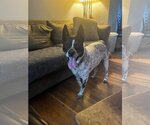Small Mutt