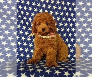 Cavapoo Puppy for sale in NOTTINGHAM, PA, USA