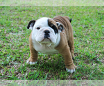 Small Photo #2 English Bulldog Puppy For Sale in ANDERSON, SC, USA