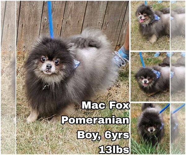 Medium Photo #1 Pomeranian Puppy For Sale in Seattle, WA, USA