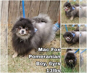 Pomeranian Dogs for adoption in Seattle, WA, USA
