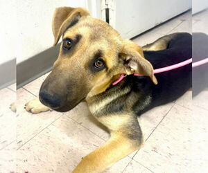 German Shepherd Dog Dogs for adoption in Fallbrook, CA, USA