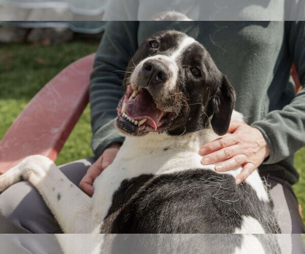 Medium Photo #2 Labrador Retriever-Treeing Walker Coonhound Mix Puppy For Sale in Mooresville, NC, USA