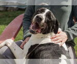Small #1 Labrador Retriever-Treeing Walker Coonhound Mix
