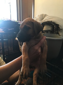 Medium Photo #7 Great Dane Puppy For Sale in WEIRTON, WV, USA