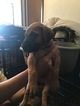 Small Photo #7 Great Dane Puppy For Sale in WEIRTON, WV, USA