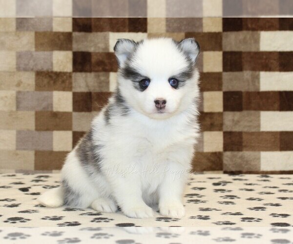 Medium Photo #1 Pomsky Puppy For Sale in DENVER, PA, USA