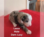 Puppy Lasso Miniature Australian Shepherd-Poodle (Toy) Mix