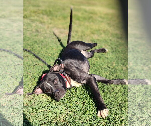 Medium Photo #11 Mutt Puppy For Sale in Shreveport, LA, USA