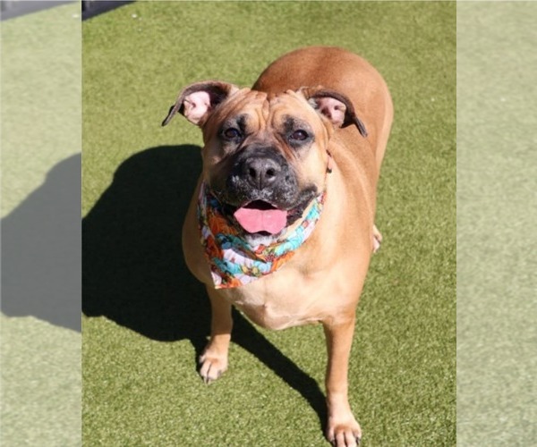 Medium Photo #1 Boxer-Unknown Mix Puppy For Sale in Rockaway, NJ, USA