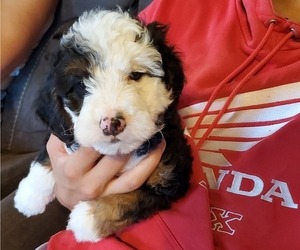 Bernedoodle (Miniature) Puppy for sale in LEETONIA, OH, USA