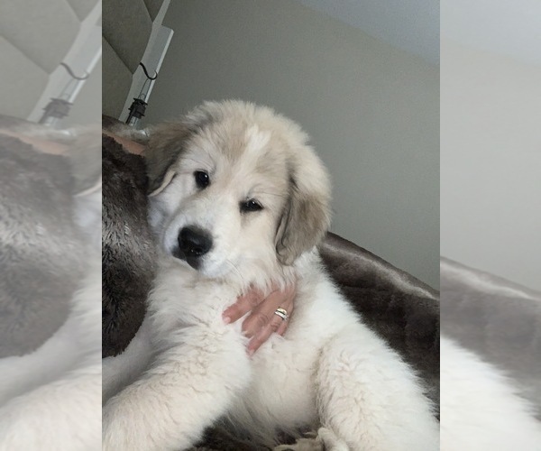 Medium Photo #1 Great Pyrenees Puppy For Sale in CO SPGS, CO, USA